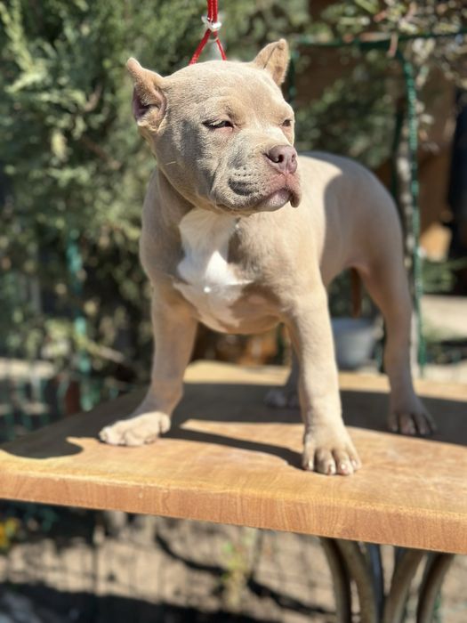 Американский Буллі стандарт