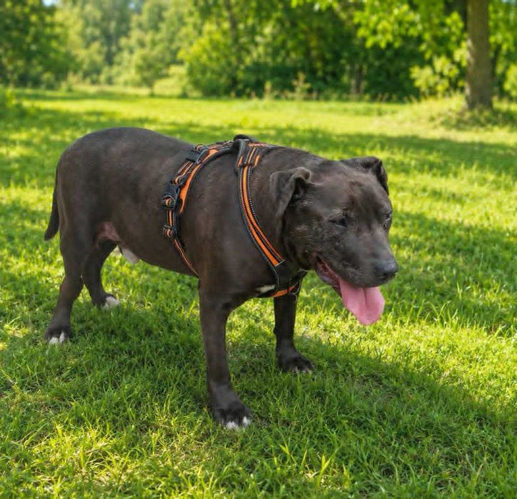 Pies w typie amstaff szuka domku.
