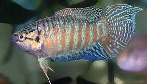 Аквариумные рыбки в Киеве