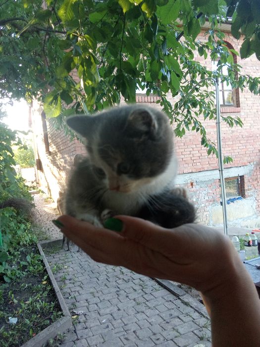 Віддам в добрі руки 2 кошенят