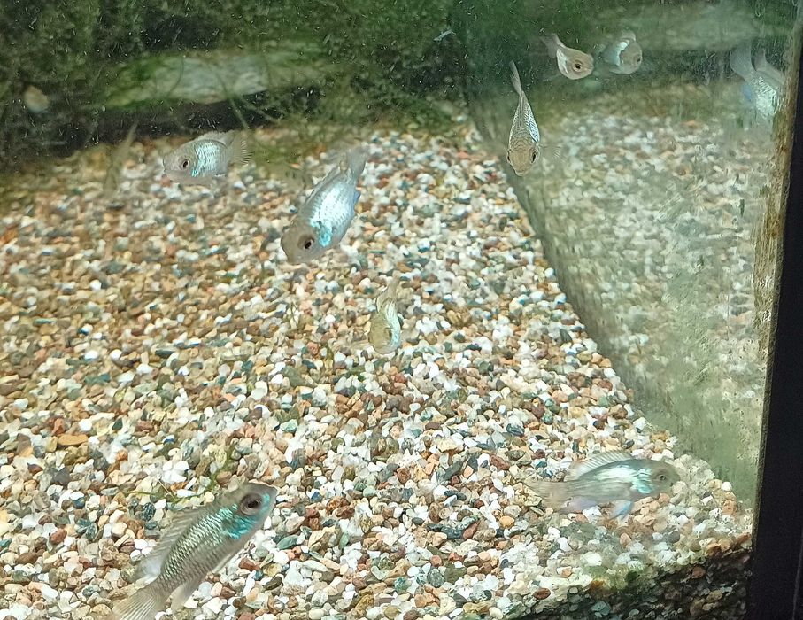 Andinocaras Pulcher "Electric Blue" (5 cm)