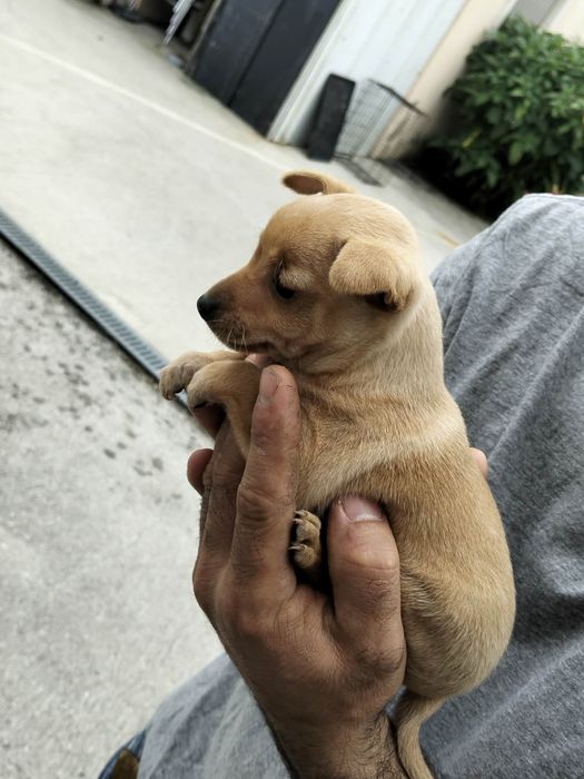 Pincher Mini menino