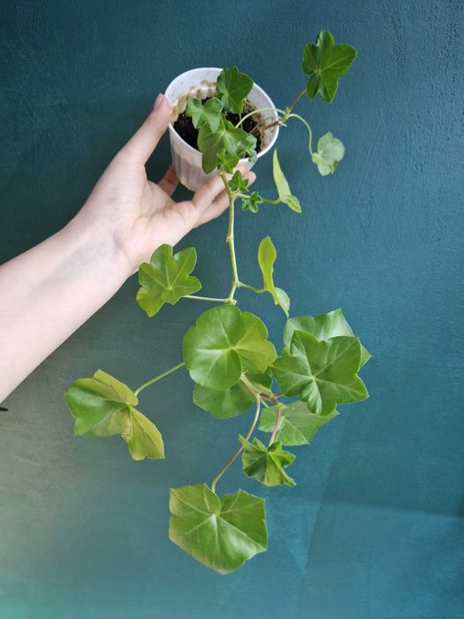 Рослини кімнатні для кашпо