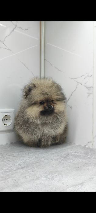 Цуценята померанский шпіц, знижки!))
