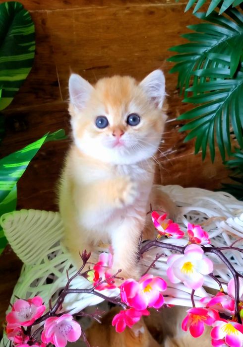 Золотые малыши. Ручные котята золотая шиншилла.
