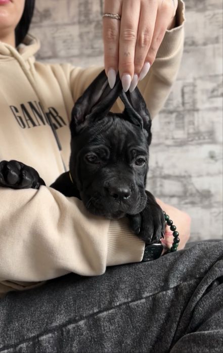 цуценята Кане Корсо чорного окрасу | КСУ (FCI) |  в пошуку родини