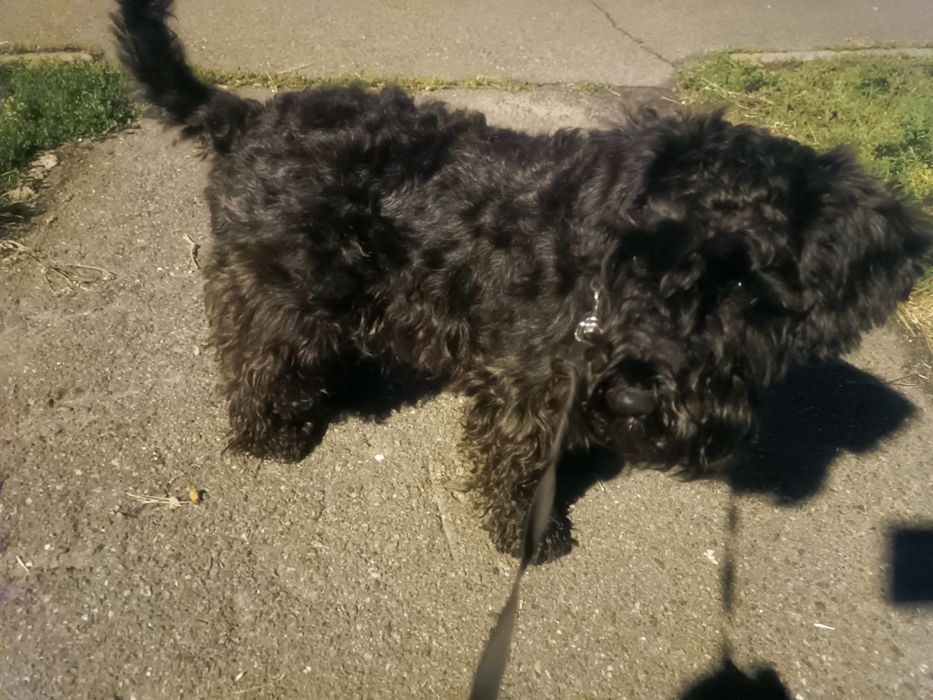 Шукаємо Цвєргіка для в'язки .Київ.Бажано лівий берег .