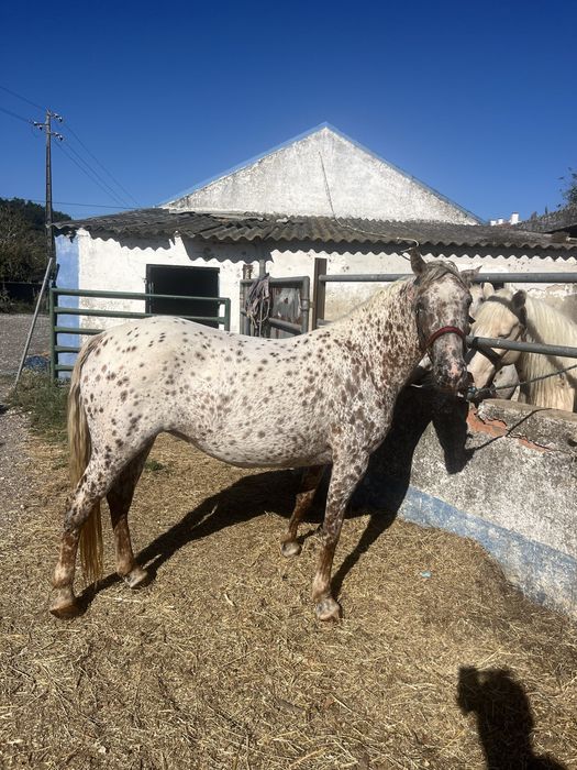 Ponei 1,40 femea apalusa