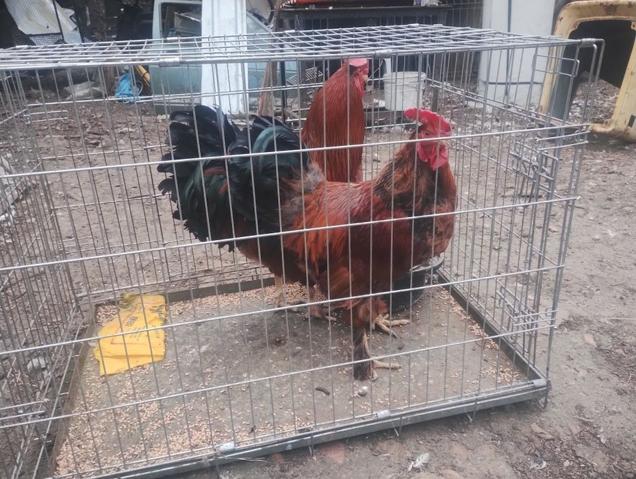 Bardzo ładne koguty