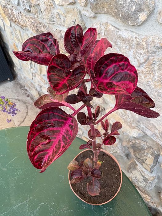 Iresine herbstil 2€