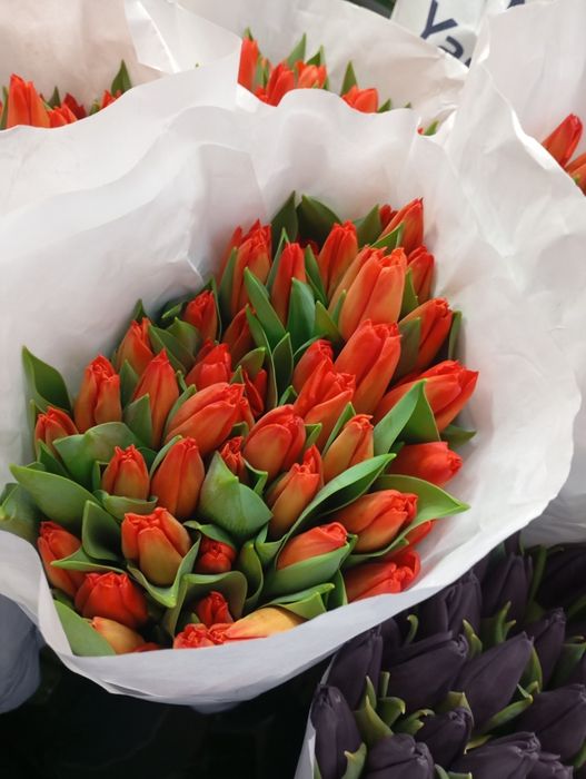 Тюльпани Голандія. Квіти.