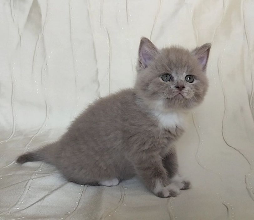 шотландські котики