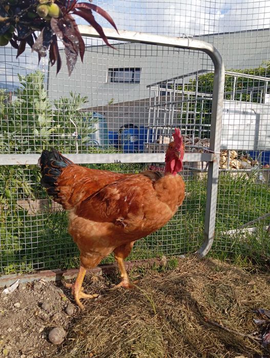 Galo novo para venda