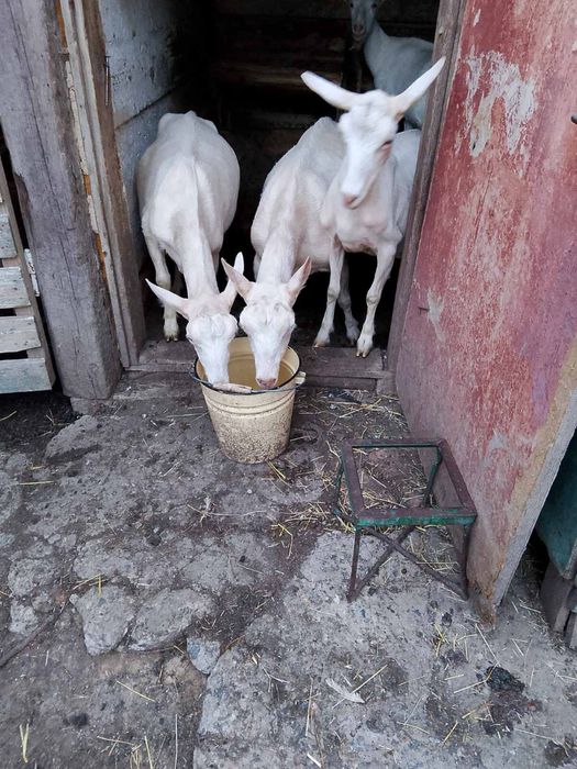 Продаю зааненських козенят