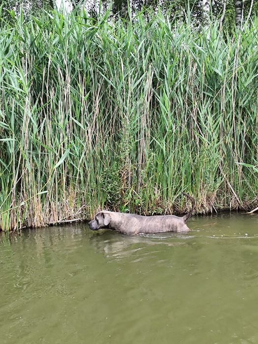 Reproduktor, pies Cane Corso Italiano. Krycie