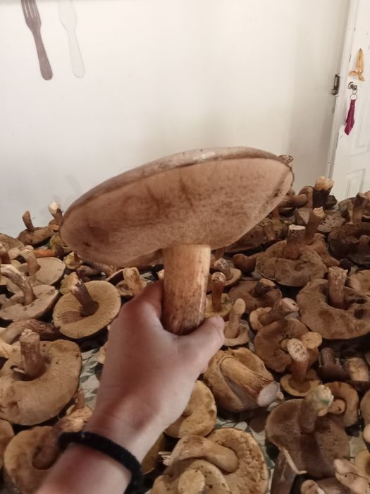 Cogumelos boletos frescos