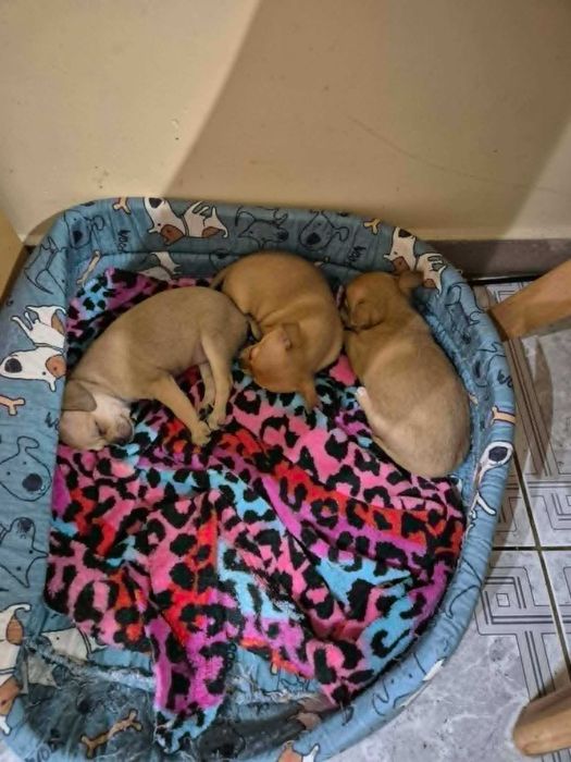 Chihuahua śliczna suczka z metryką