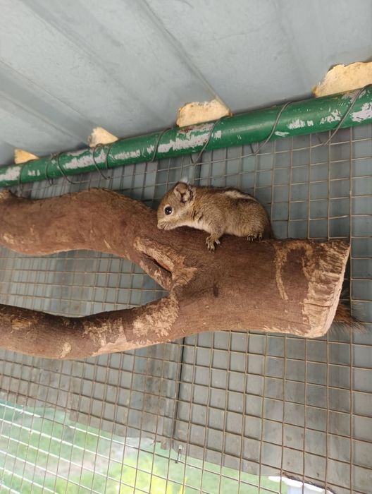 Wiewiórka Wiewiórki chińskie