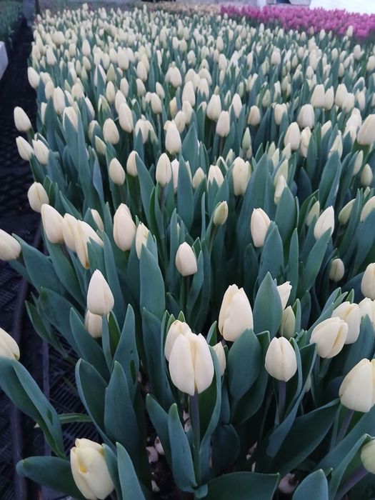 Тюльпан 35грн/шт.