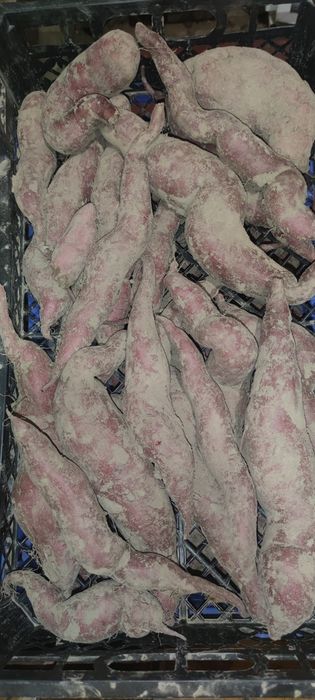 Батат,солодка картопля