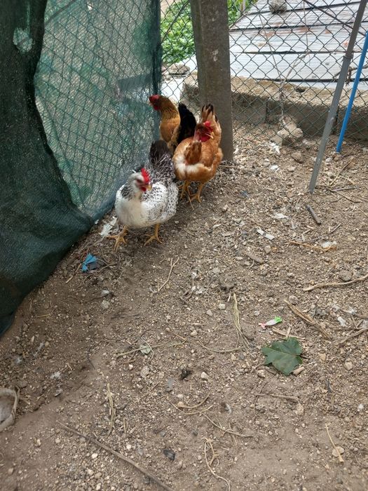 Galos e galinhas caseiros
