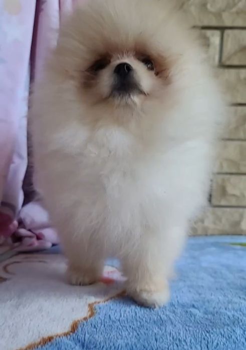 Хлопчики Дніпро  Доставка