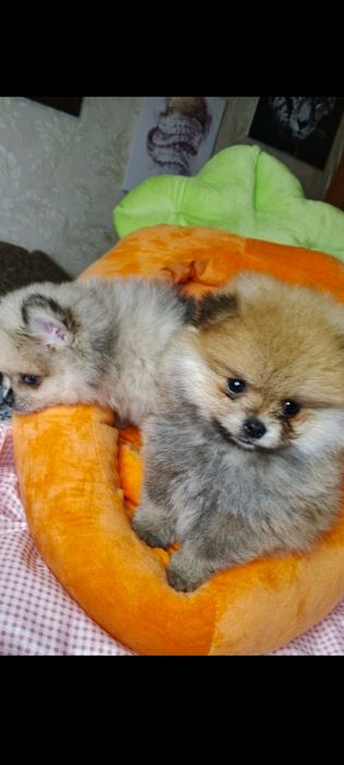 Померанський шпіц дівчата