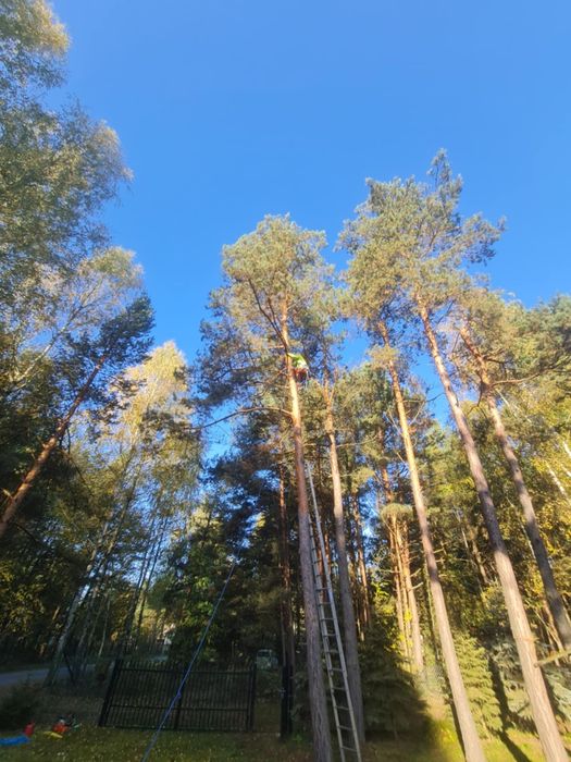 Wycinka drzew Usługi Leśne i Ogrodnicze