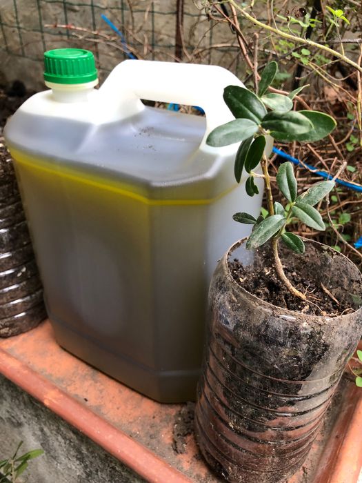 Azeite Virgem Extra de Qualidade de Azeitona Galega