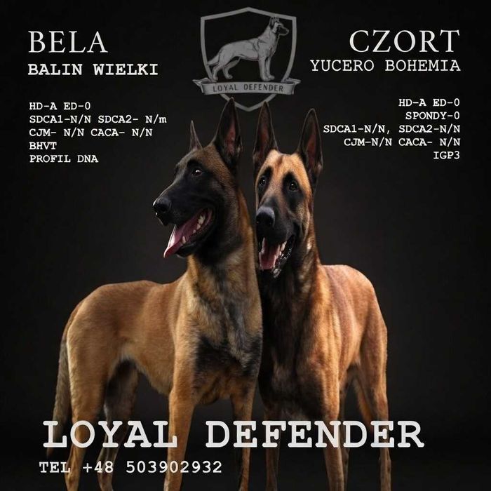Owczarek Belgijski Malinois