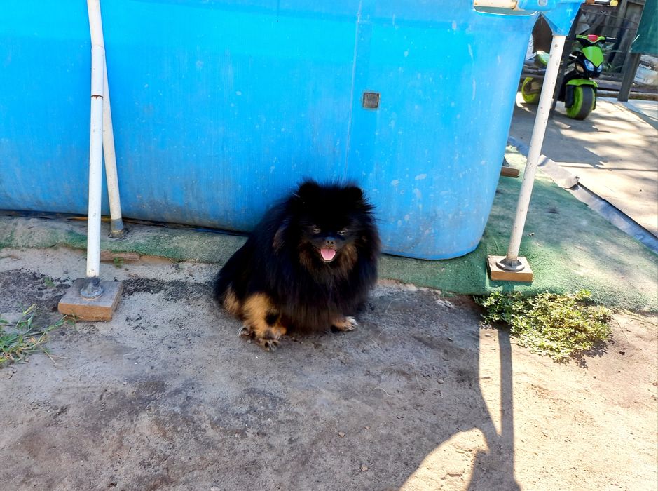 Вязка померанский шпиц