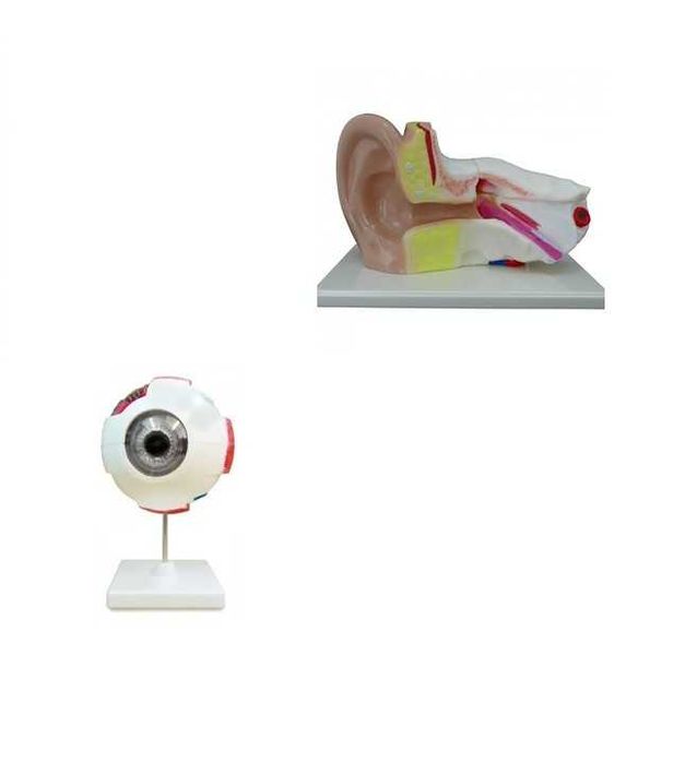 Модель будови ока/вуха людини