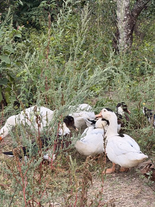 Patos femea e macho