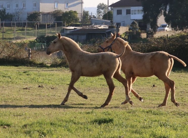 **poldra palomina lusitana 6 meses **