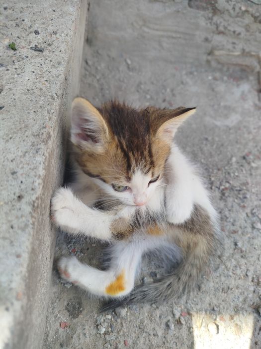 Віддам безкоштовно