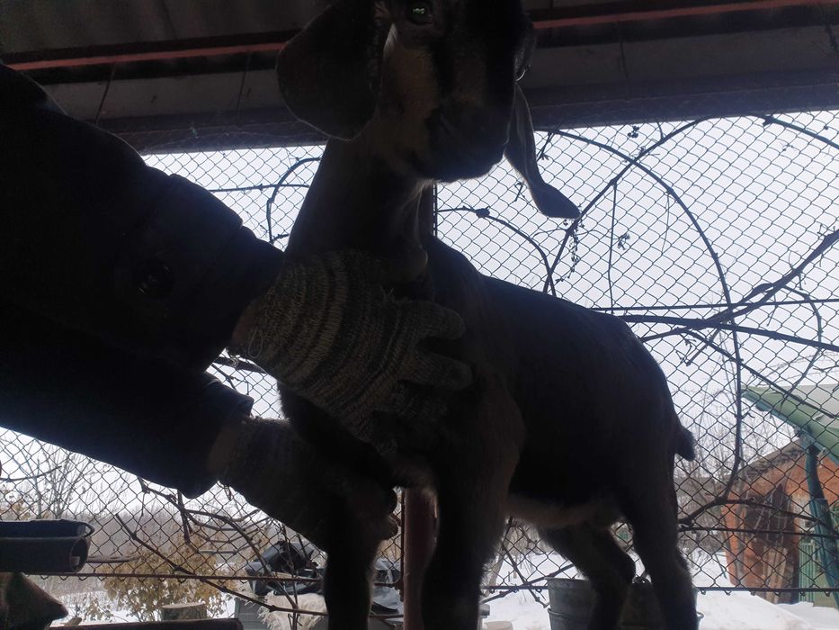 Козлик АН крові 83 % обезрожений 2 місячний  їсть все !