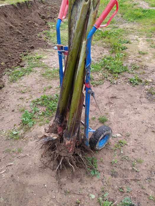 Bananeiras (banana maçã)