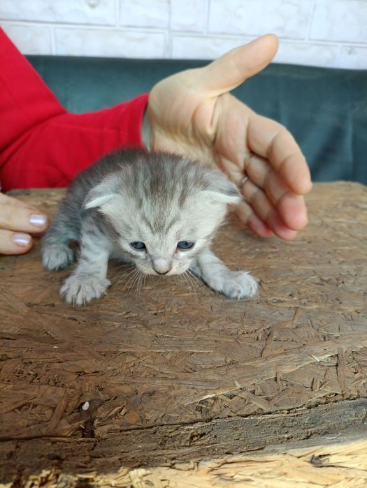 Котенок веслоухая девочка.