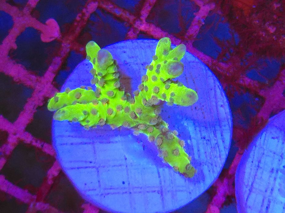 Anacropora sp. Fluo Green Koralowce SPS Akwarystyka morska Poznań