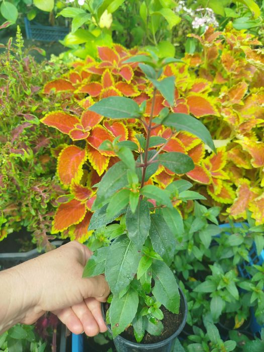 Фуксія кущова червоно біла квітка