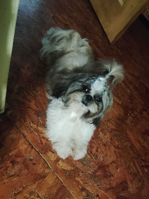 Дуже хороший хлопчик Ши- тцу шукає дівчинку для вязки