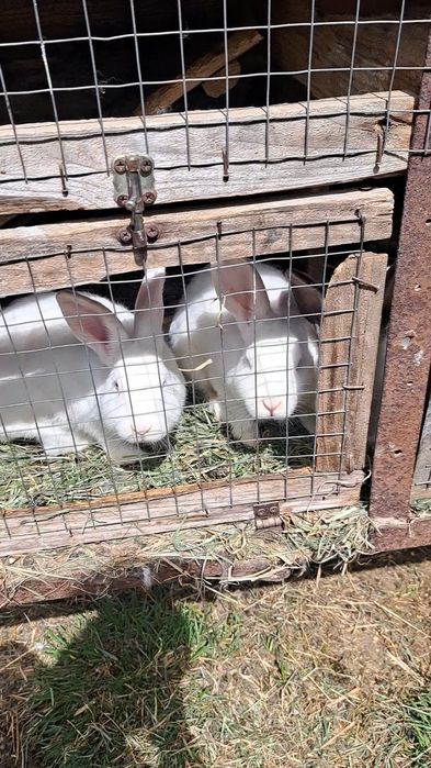 Продам домашніх кроликів різного віку.