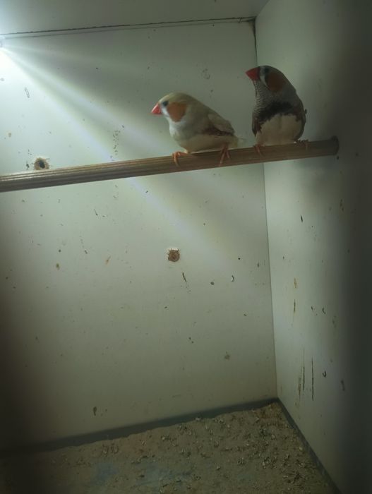 Zeberki,amadyna zebrowata