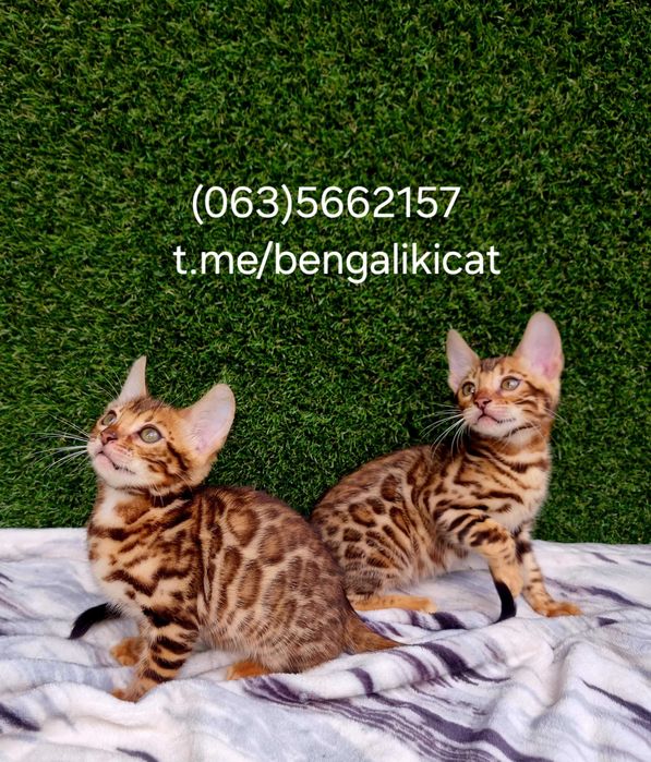 Бенгалята під бонь та готові переїздить. Є вибір! Розплідник WCF