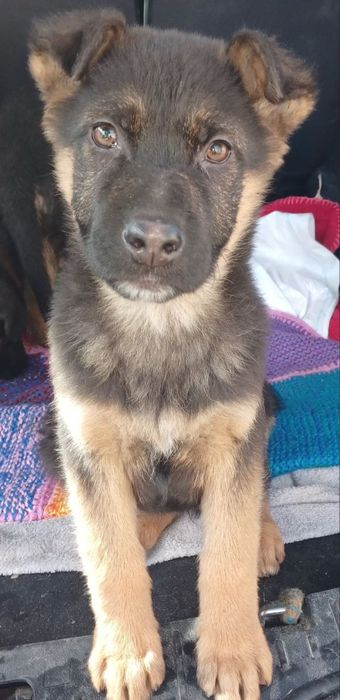 Німецька Вівчарка цуценя