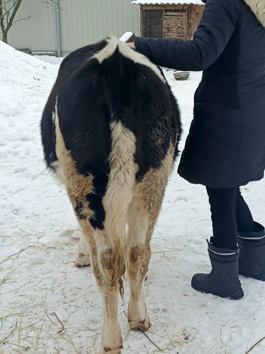 Продам теличку 1 рік і 2 місяців