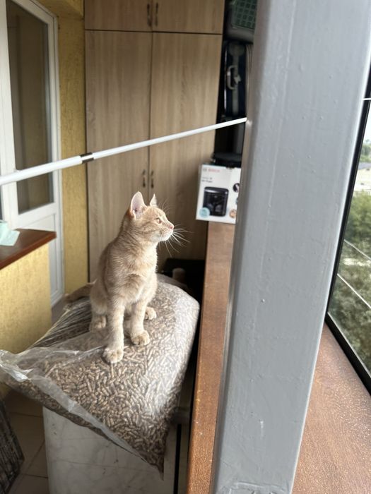 Кошеня котик ручний лагідний шукає дім