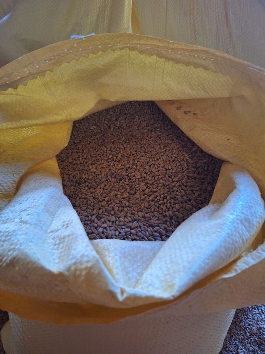 Pszenica, Kukurydza workowana 25 kg