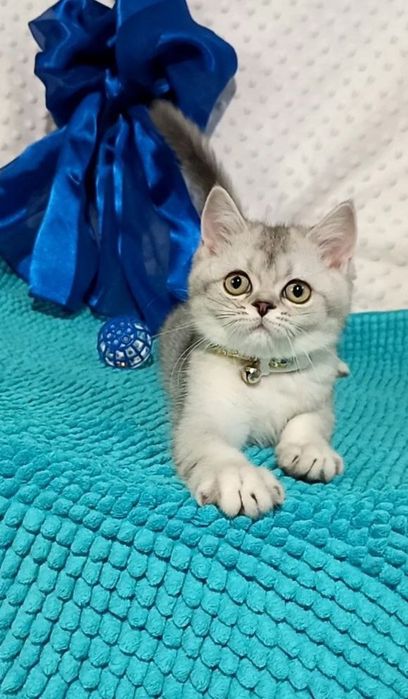 Котенок : Милый котошиншилленок .