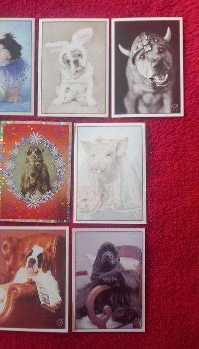 Conjunto de 10 cromos Perfect Pets